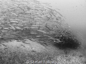 Risen ... Chevron Barracuda - Sphyraena qenie. Sail Rock,... by Stefan Follows 